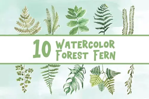 10款绿色蕨类植物水彩插画 10 Watercolor Forest Fern Illustration Graphics