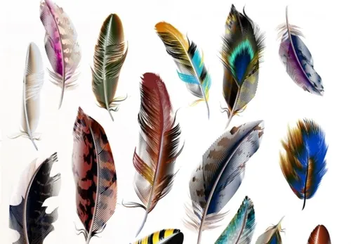 逼真手绘鸟羽毛矢量设计素材模板Vector set of detailed bird feathers