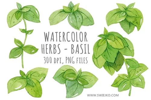 手绘水彩草药设计素材Watercolor , Basil Clip art