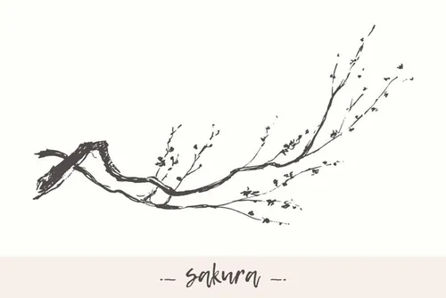 手绘梅花矢量插图Cherry blossom