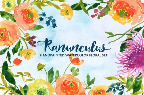 毛茛属水彩插画 Ranunculus Watercolor