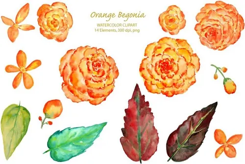 手绘水彩橙色花卉素材Watercolor Orange Begonia