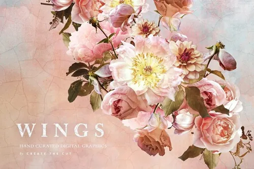 数字手绘粉色绽放牡丹插画 Digital Flower Cl