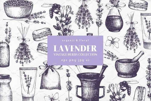 复古墨水手绘薰衣草矢量插图 Vector Lavender Designs Set