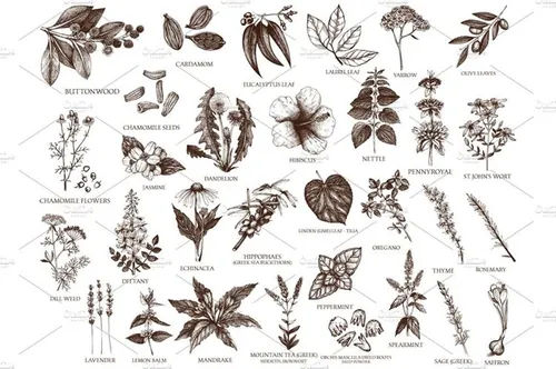 墨水手绘草本植物素描插图 Vector Plants , Herbs , Seeds Set