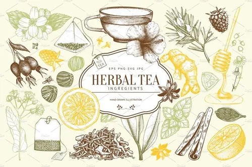 老式凉茶草药成分矢量插图合集 Vector Herbal T