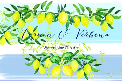 浪漫温柔的水彩柠檬马鞭草元素 Lemon  verbena.