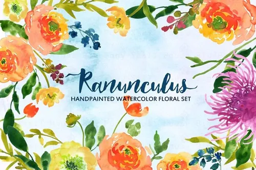 水彩手绘毛茛植物剪贴画 Ranunculus Waterco