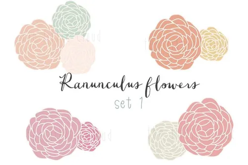 手绘毛茛花设计素材Ranunculus clip art set 1