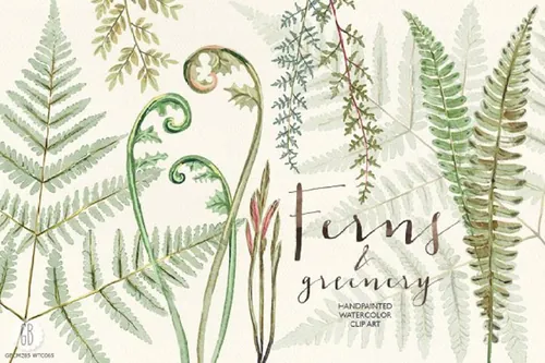 蕨类植物水彩画 Watercolor fern art