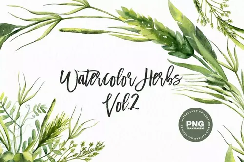 草本药草水彩插画 Watercolor Herbs