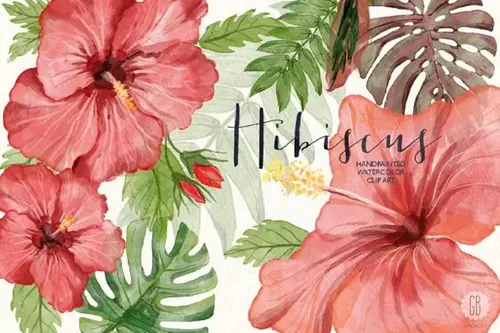 红芙蓉水彩剪切画 Watercolor red hibisc