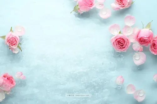 鲜花花卉粉色玫瑰水滴SPA高清背景图Rose in water spa background