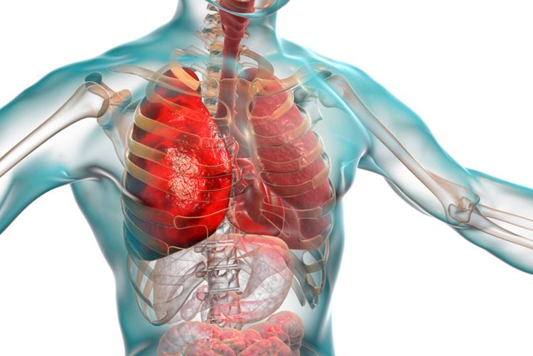 人体肺部脏器器官组织透视剖面图