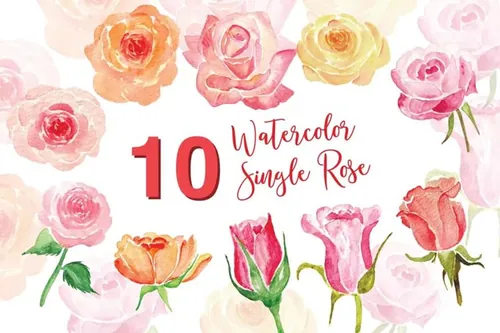 10个单株玫瑰水彩插画 10 Watercolor Single Rose Illustration