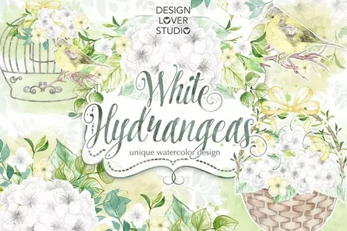 白色绣球花水彩插图 Watercolor White Hydrangeas design