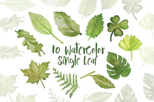 10款水彩单片绿叶插图 10 Watercolor Single Leaf Illustration