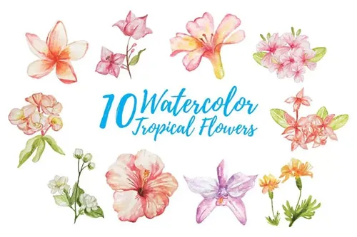 10款绽放的热带花卉水彩插画10 Watercolor Tropical Flower Illustration