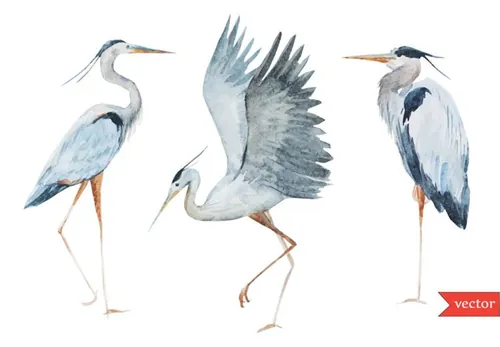 卡通手绘野生动物仙鹤水鸟鹭矢量插图设计素材Birds stork heron