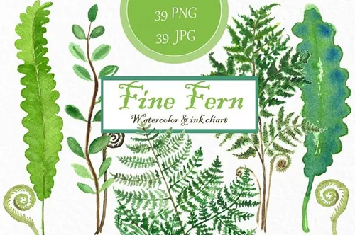 精美蕨类水彩水墨剪贴画合集 Fine ferns. wate