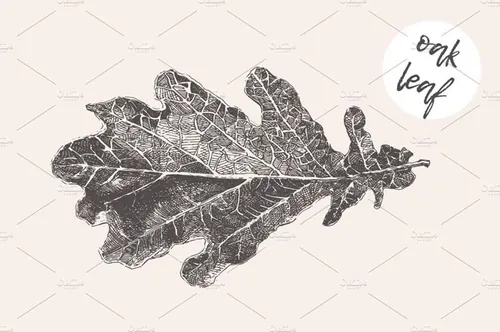 手绘树叶矢量插图Illustration of an oak leaf