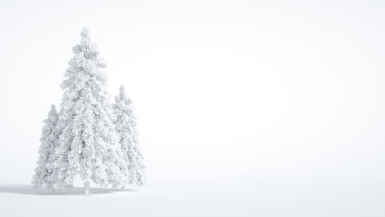 白色雪松圣诞树新年圣诞节装饰元素3D渲染合成高清背景 3d rendering of a christmas