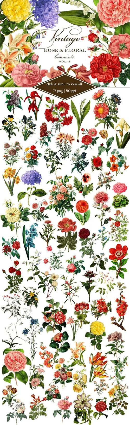 复古花卉植物设计素材Vintage Rose Floral Botanicals 3