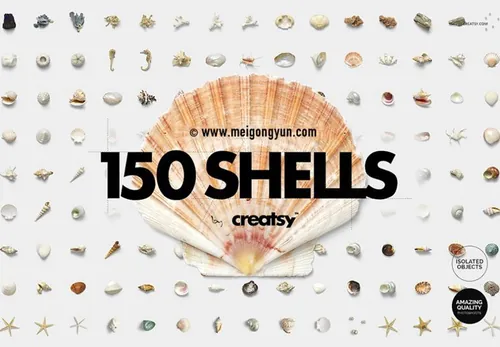 150个贝壳海螺合集超高像素透明背景免抠素材Conch co
