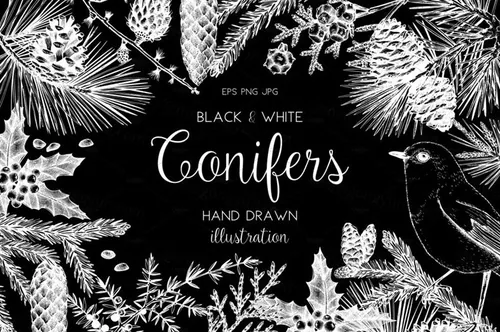手绘黑白风针叶树木插画 Conifers Trees Set