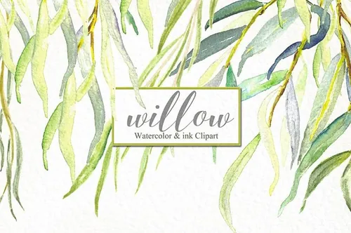柳枝水彩剪贴画 Willow branches waterc