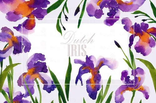 荷兰鸢尾花卉水彩艺术剪贴画 Dutch Iris Water