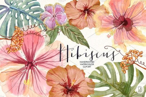 水彩芙蓉花花卉元素 Watercolor hibiscus