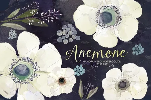 水彩手绘洁白毛茛花插画 Watercolor ranunculus flower clipart