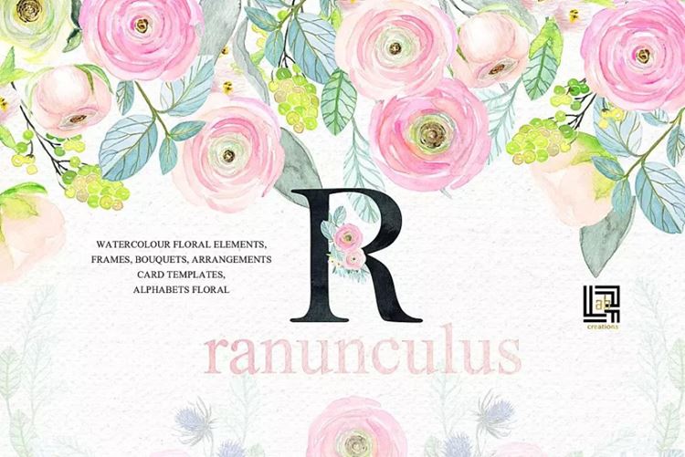 粉红色毛茛属植物水彩剪贴画 Buttercups. Ranu