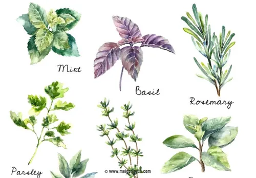 花卉绿植免抠矢量元素Flowers and plants