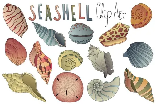 手绘矢量贝壳插画素材 Seashell Clipart Vector PNG  JPG