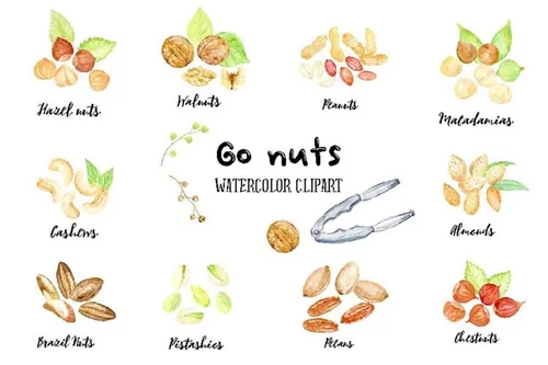 手绘卡通化水彩坚果插图 Watercolor Nuts Il