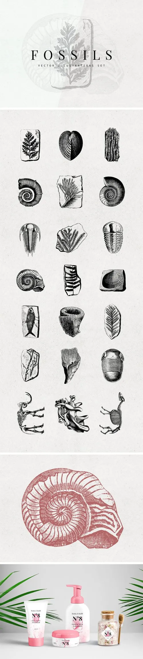 21个旧石器时代的植物动物工具化石矢量插图 Fossils Vector Illustrations