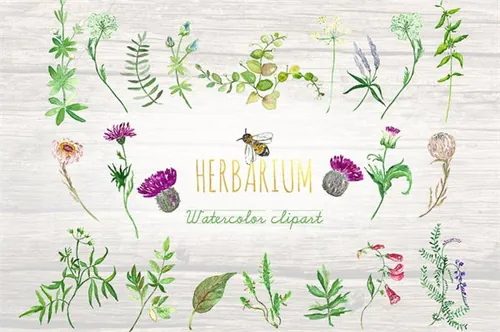 花草叶子相关的水彩素材 Forest herbs , leaves foliage