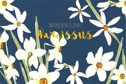 白水仙水彩画素材包 White Narcissus Watercolor