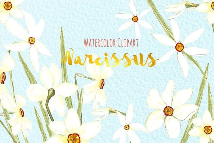 白水仙水彩剪贴画 White Narcissus Water
