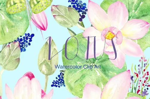 水池荷花素材插画 Pink Lotus. Watercolo