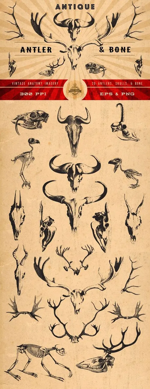 怀旧鹿角插画素材 Antique Antler Bone Graphics