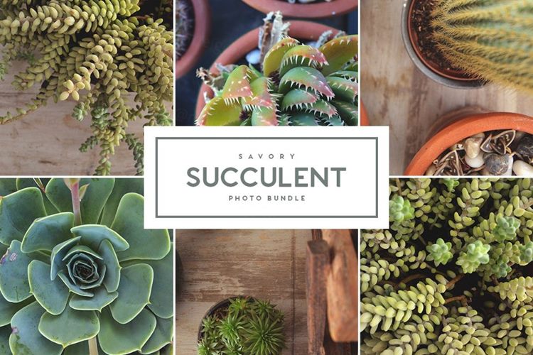 仙人掌多肉盆栽图片素材合辑 Savory_Succulent