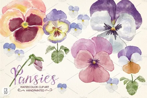 水彩花卉素材 Watercolor hand painted pansies