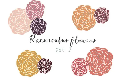 手绘毛茛插画 Ranunculus hand drawn clip art set