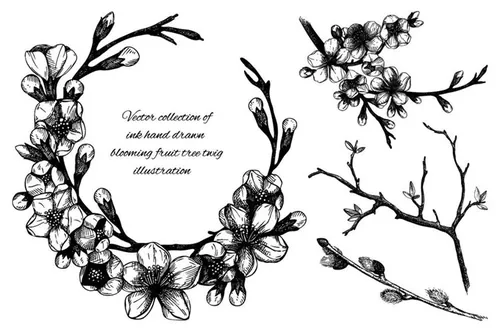 樱桃花卉素描插画 Cherry in Flowers Set