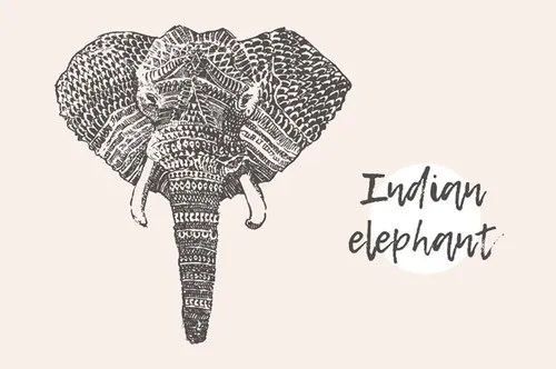 大象素描插画 Indian elephant