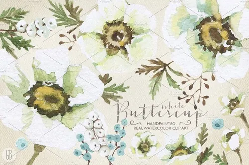 水彩白毛茛属植物花卉素材 Aquarelle white b