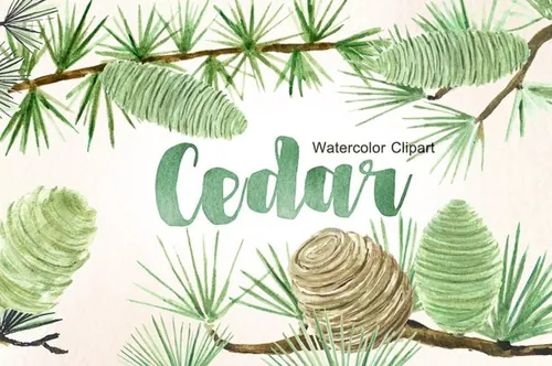 雪松香柏植物水彩剪贴画 Cedar. Forest wate